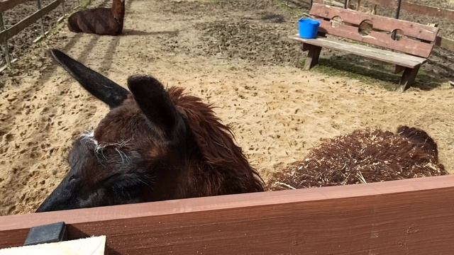 Vnukovo Outlet Village, контактный зоопарк смотреть онлайн