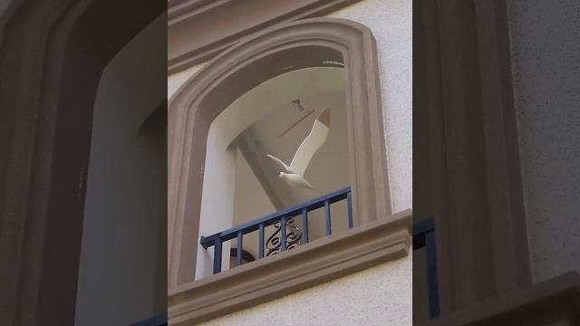 Чайка