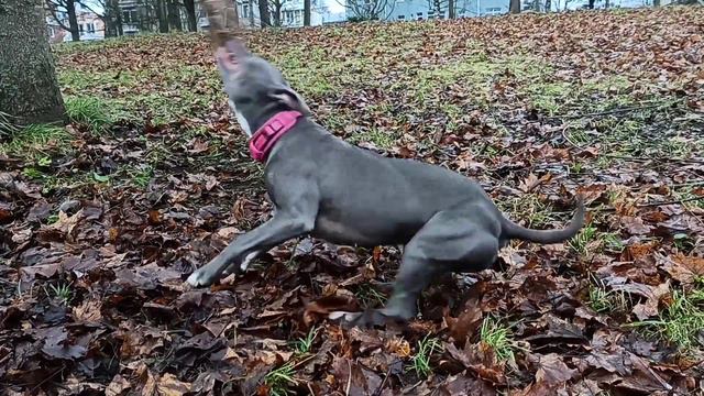 Кали, первый настоящий опыт со жгутом, последние рывки через 1:20 минут, щенуля хотела ещё (12 мес) смотреть онлайн