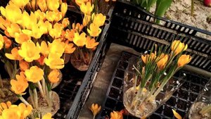 Крокус после цветения, что делаем ?