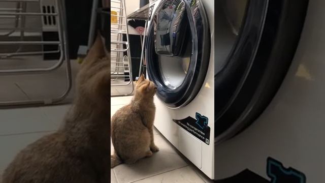 Luna and washing machine