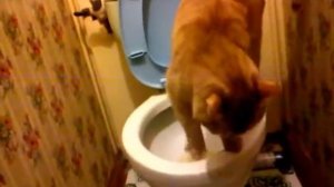 кота приучили писать в унитаз cat accustomed to write down the toilet