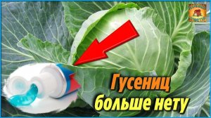 Вы НЕ ПОВЕРИТЕ, но гусениц на капусте больше НЕТ! Как зубная паста спасла мой урожай капусты
