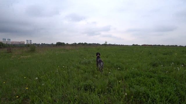 Натаска легавой собаки! Учу собаку,учусь и сам! смотреть онлайн