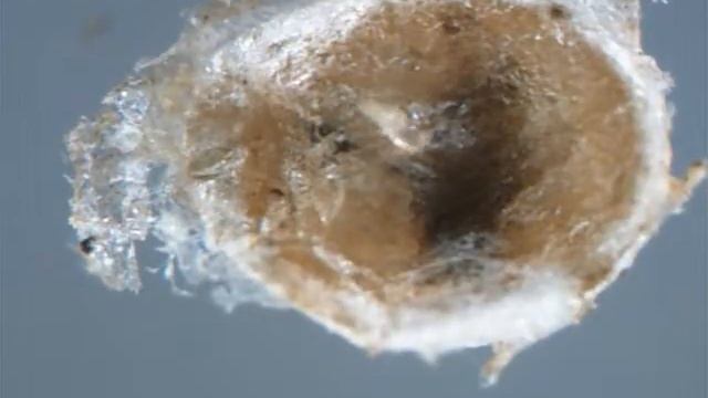 Бродяжка щитовки смотреть онлайн