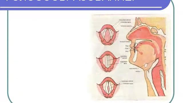 Презентация Значение дыхания  Органы дыхательной системы