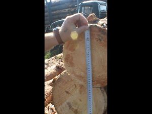 Точковка леса