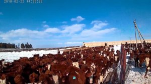 Калмыцкая порода (телки 2017)