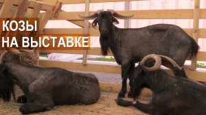 Козы представленные на XIX Всероссийской выставке племенных овец и коз