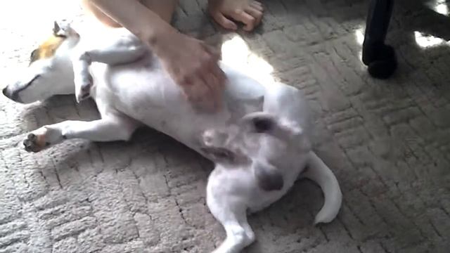 Моя собака танцует во сне!!! смотреть онлайн