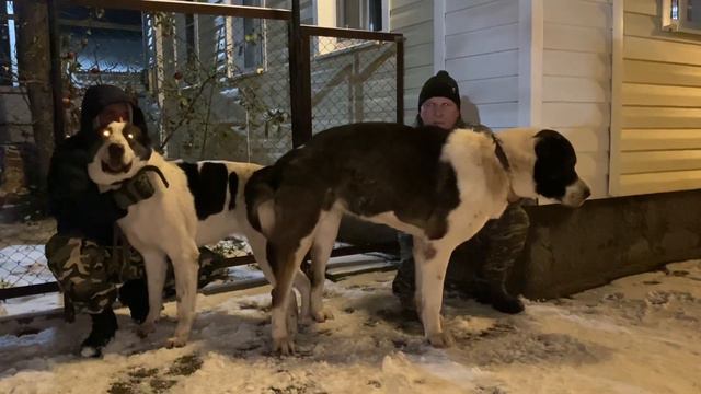 23.11.23 г. Контрольная вязка БАКС - ХУНТА. 😉✋️ смотреть онлайн