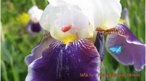 Ирис бородатый Вабаш (iris) ? бородатый ирис Вабаш обзор: как сажать, рассада ириса Вабаш