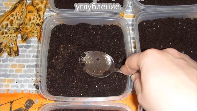 Бегония клубневая. (ч. 1) Посадка клубней. смотреть онлайн