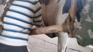 Реальная история лошади с бойни - три недели спустя. Пробуем запрячь