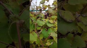 28 сентября 2021 г.   ●  "МИНСКИЙ РОЗОВЫЙ "ВИНОГРАД ПОСПЕЛ,СОБИРАЕМ УРОЖАЙ. PAI-54. POPOV. BELARUS.