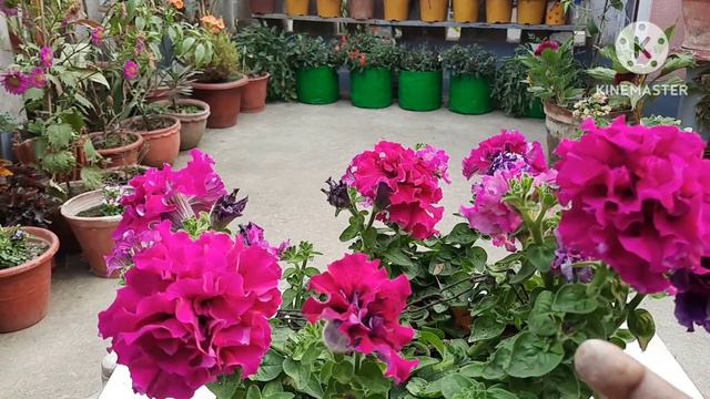 How to Care for Petunia in the Spring season // Petunia care // Petunia flower // Double Petunia