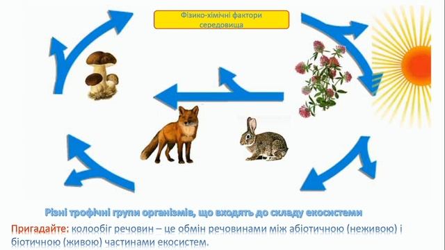 Харчові зв’язки, потоки енергії та колообіг речовин в екосистемах. смотреть онлайн