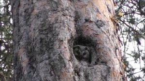 Aegolius funereus - Raufußkauz - Boreal owl 28.04.2014