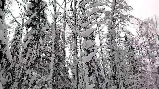 Паксус в пухляке.mp4 смотреть онлайн