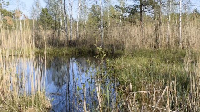 вода для хищных растений смотреть онлайн