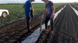 Пистолет для рассады.