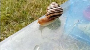 как я ухаживаю за улиткой на даче