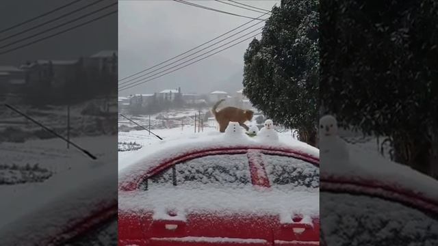 кисики
