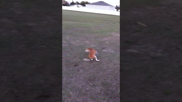 Can't Catch my Tail!