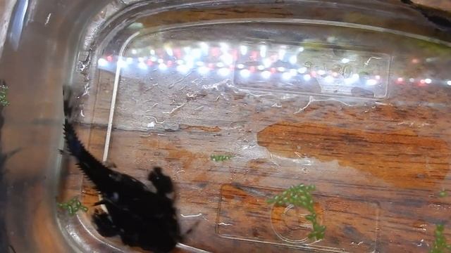 "Говорящая рыбка"-сомик Агамикс звёзчатый. смотреть онлайн