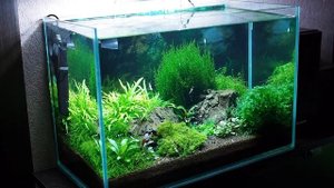 Зачем нужны подмены воды в креветочнике и как устранить некоторые проблемы фильтра SUNSUN HBL 802