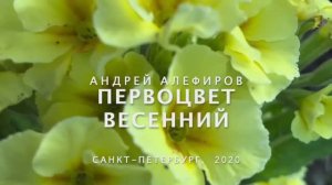 Первоцвет весенний. Алефиров А.Н.