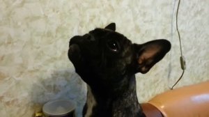 Бульдог разговаривает