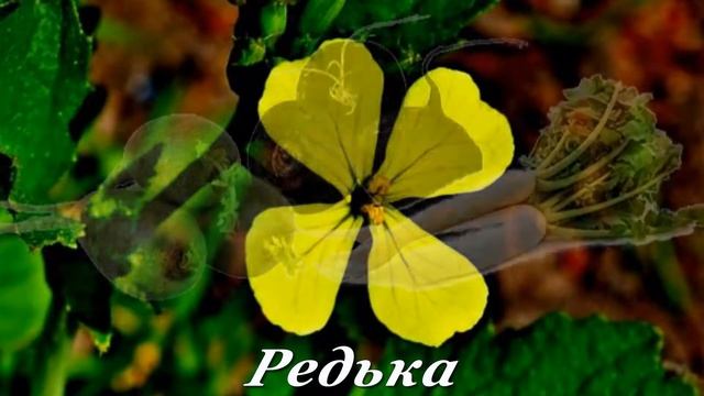 Дары природы или плод начинается с цветка - 3 смотреть онлайн