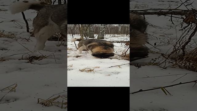 Моя хаски обожает снежок и прогулки по лесу
