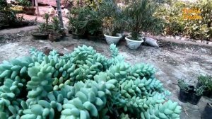 Exotic Succulents Plants | एक Succulents से कई प्लांट बनाए | Succulent Basket