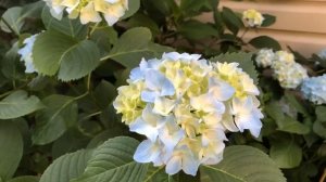 Nikko blue Hydrangea