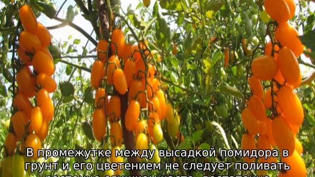 Томат Финик желтый смотреть онлайн