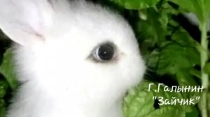 Г.Галынин-Зайчик(исп.Боршнякова Маруся-1 кл.)