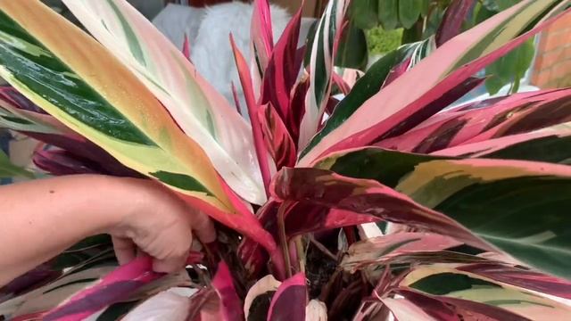 Calathea Triostar смотреть онлайн