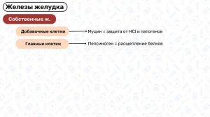 Анатомия ЖЕЛУДКА: топография, функции, строение желудка, связки желудка, гистология желудка