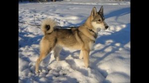 Западносибирская лайка