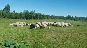 Овцы Финский ландрас, КФХ Валдай, Sheep breed Finnish Landrace, Finnsheep (farm Valday) from Russia