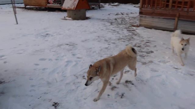 Чуть лаек/А вот и зима/ смотреть онлайн