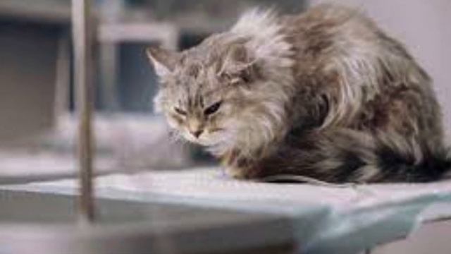 Увидев кошку, покрытую грязью, она быстро отнесла ее в дом и тщательно вычистила. смотреть онлайн