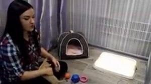 Чихуахуа первые дни в новом доме #1