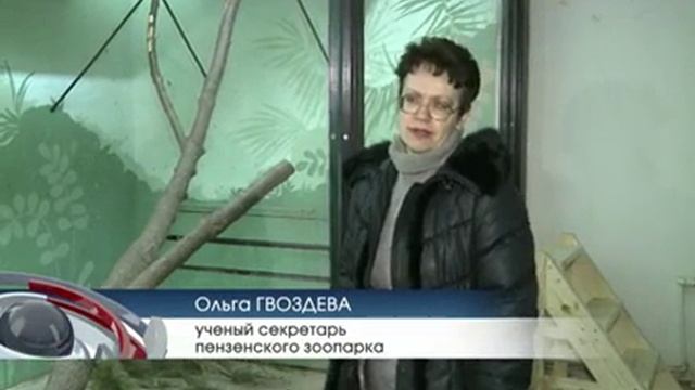 По китайскому календарю наступил год Обезьяны