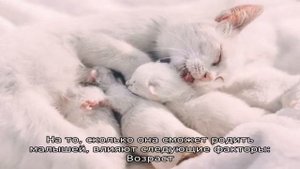 Сколько котят рожает кошка в первый раз