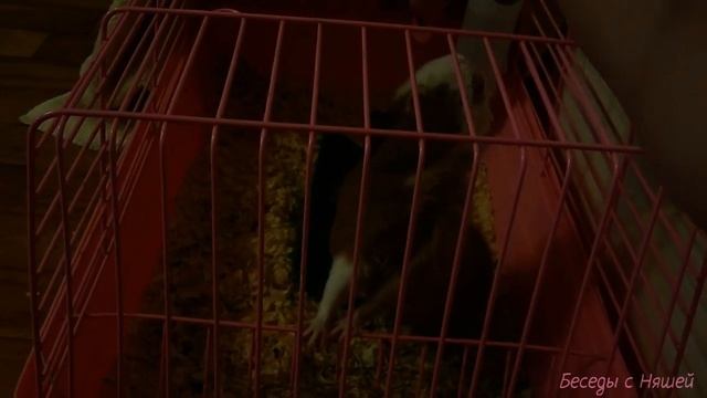 Морская свинка стоит на задних лапках и кувыркается через препятствие. Опасный трюк! смотреть онлайн