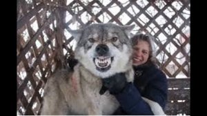 TOP 10 Самые опасные породы собак