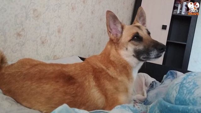 Alle haben gebellt, aber er saß still da! Der traurige Tierheimhund heulte vor Glück! смотреть онлайн
